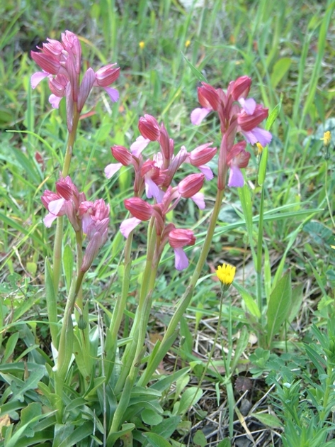 Anacamptis papilionacea / Orchidea farfalla